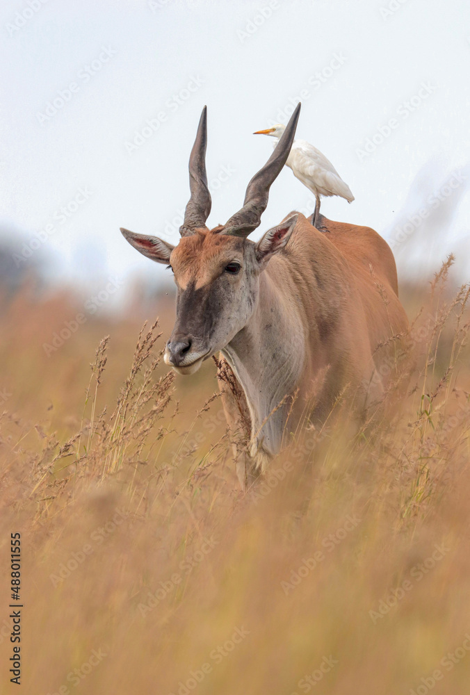 Eland Bull, Kruger National Park Eland Bull, Kruger National Park