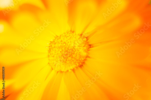 bright yellow orange cadendula flower medicinal plant in the garden