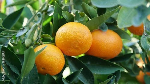 Tangerine, Citrus tree with Mandarin fruits, Fruit growing in the open air, Oranges Agriculture Concept