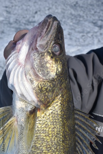 A walleye caught while ice fishing  photo