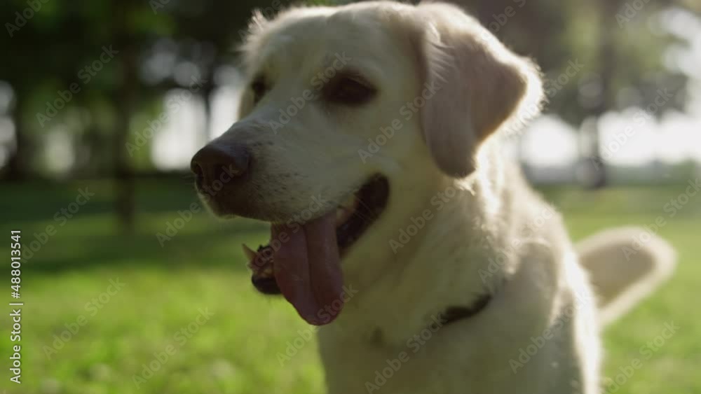 Playful adult golden retriever sitting with open mouth tongue out closeup. Playful adult golden retriever sitting with open mouth tongue out closeup.