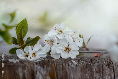 Gałąź delikatne wiosenne  kwiaty jabłoni na rozmytym w nieostrości tle,  oparte na starym skorodowanym  pnie..
