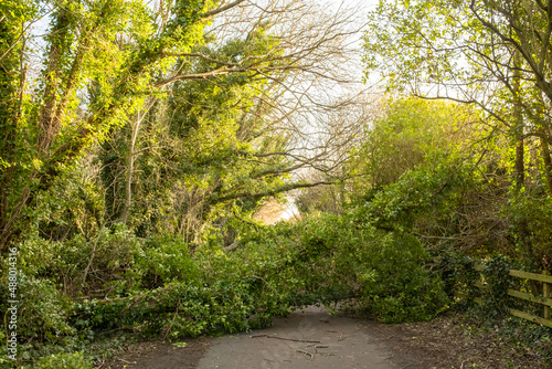 Blocked Cycle path with fallen trees on Hadrians Cycleway - Route 72 after storm Corrie