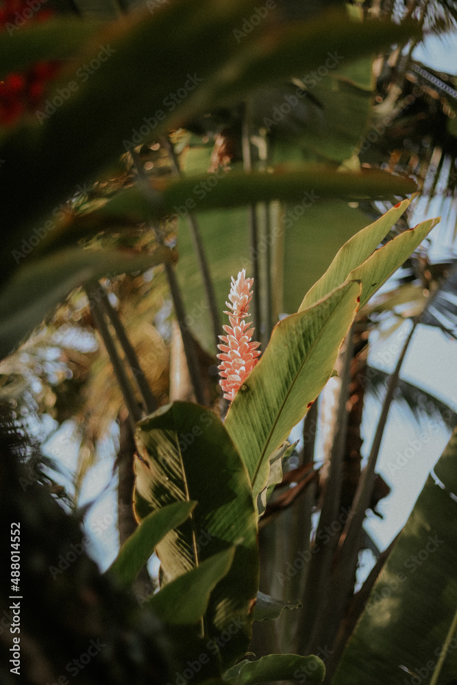 Fototapeta premium Alpinia