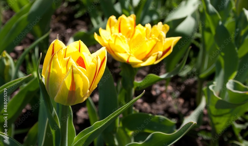 field of tulips