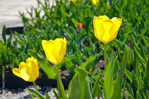 field of tulips