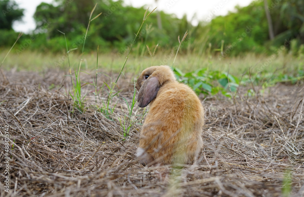 Fototapeta premium back view a brown adorable rabbit standing on dry grasses