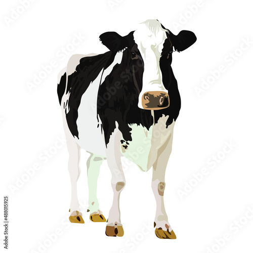 vector realistic image of a cow on a white isolated background