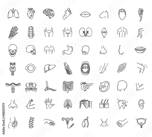 Set vector line icons, sign and symbols in flat design medicine and health. Human internal organs