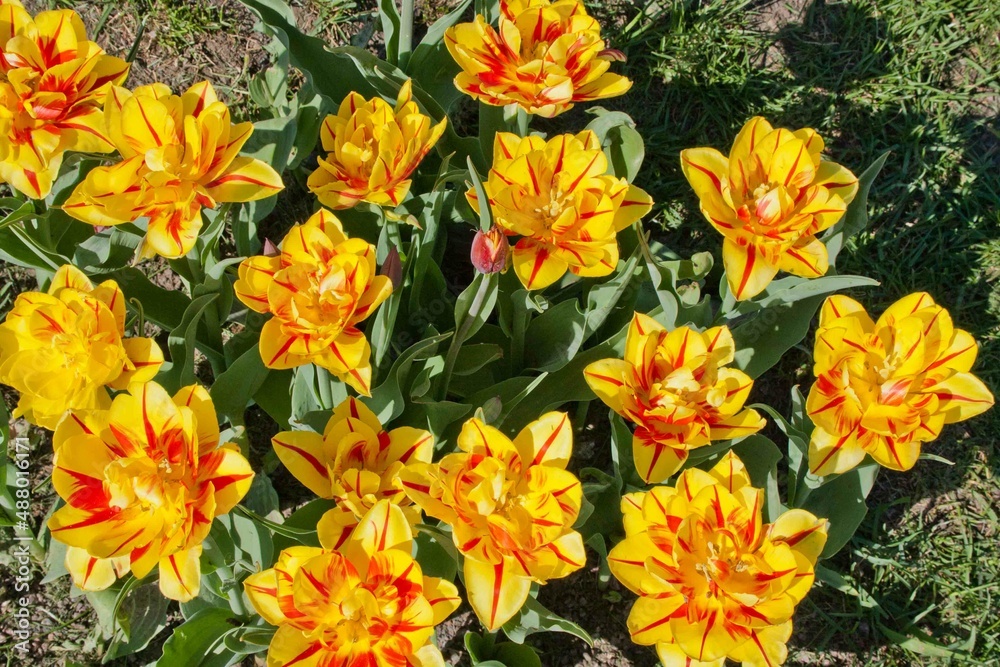 yellow and red tulips yellow and red tulips
