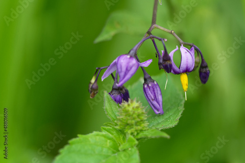 Gewöhnlicher Gilbweiderich (Lysimachia vulgaris) photo