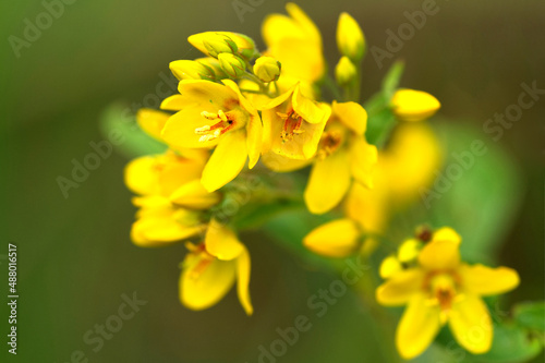 Gewöhnlicher Gilbweiderich (Lysimachia vulgaris) photo