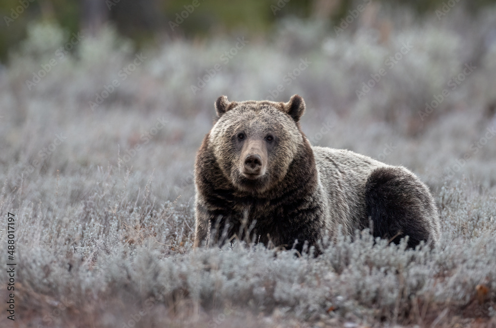 Grizzly Bear in Grand Teton National Park