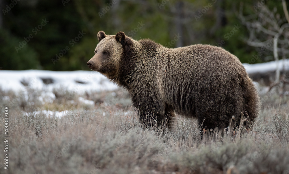 Fototapeta premium Grizzly Bear in Grand Teton National Park