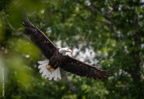 Bald Eagle in Maine 