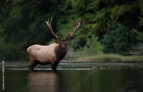 Elk in Grand Teton National Park