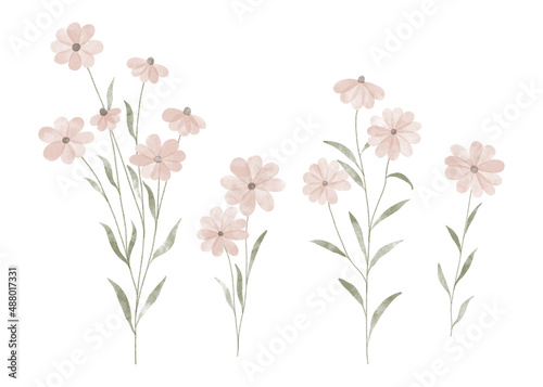 Variety of watercolor trendy flowers. Vector illustration for web  app and print. Elegant feminine shapes floristic isolated daisies  flowers. Garden  botanical  minimalistic floral set.