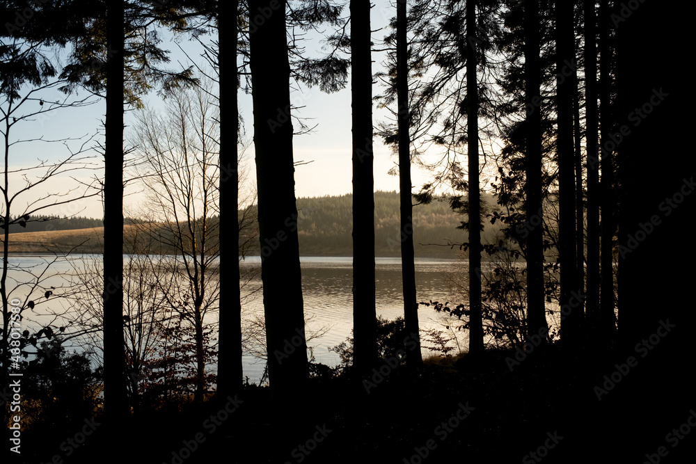 Kielder England: 11th January 2022: Looking through Tall pine trees in silhouette with warm sun shining on a view of lake (Kielder reservoir) Kielder England: 11th January 2022: Looking through Tall pine trees in silhouette with warm sun shining on a view of lake (Kielder reservoir)