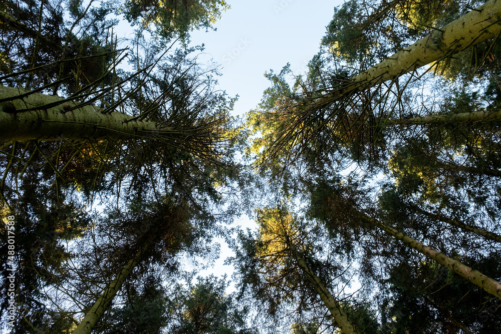 Kielder England: 11th January 2022: Looking up at very Tall pine trees in warm winter sun Kielder England: 11th January 2022: Looking up at very Tall pine trees in warm winter sun