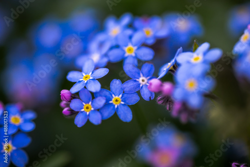 Forget-me-not - glorious spring flower. Selective focus on flowers heads in blurred background. Close up. © Gervele