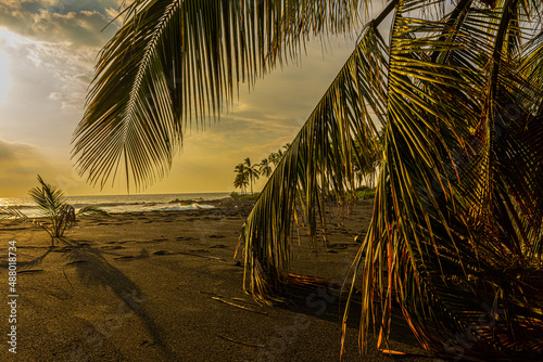 Green Palm Trees on Black Sand on Honomolino Beach  Hawaii Island  Hawaii  USA