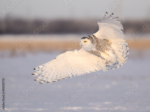 Female Snowy Owl Flying Low Over Snow Field in Winter