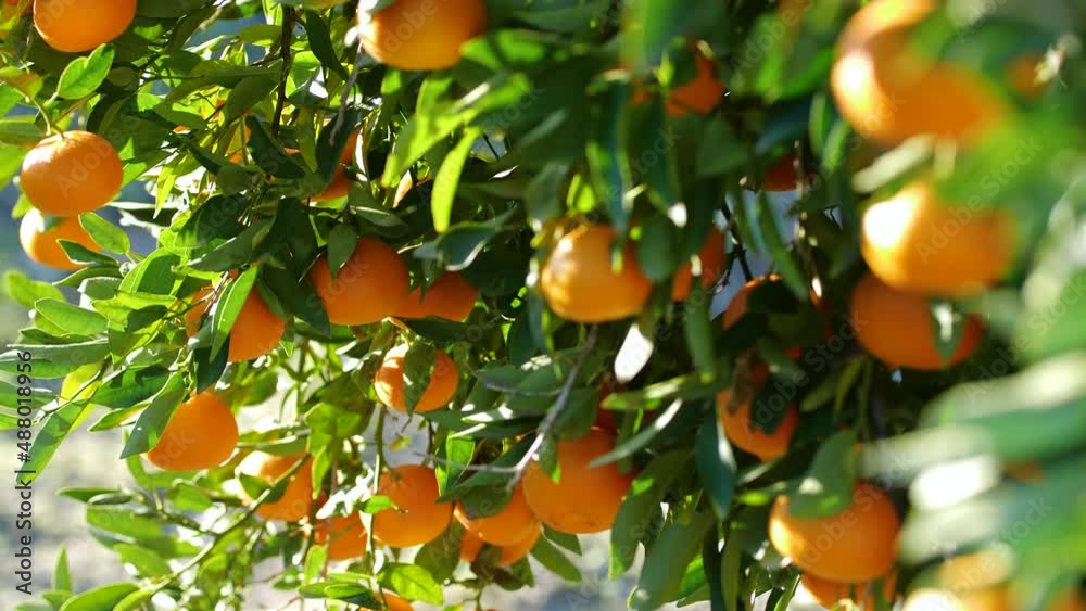 Tangerine, Citrus tree with Mandarin fruits, Fruit growing in the open air, Oranges Agriculture Concept Tangerine, Citrus tree with Mandarin fruits, Fruit growing in the open air, Oranges Agriculture Concept