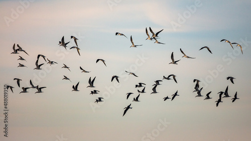 Black Skimmers on Gulf of Mexico © Anne Lindgren
