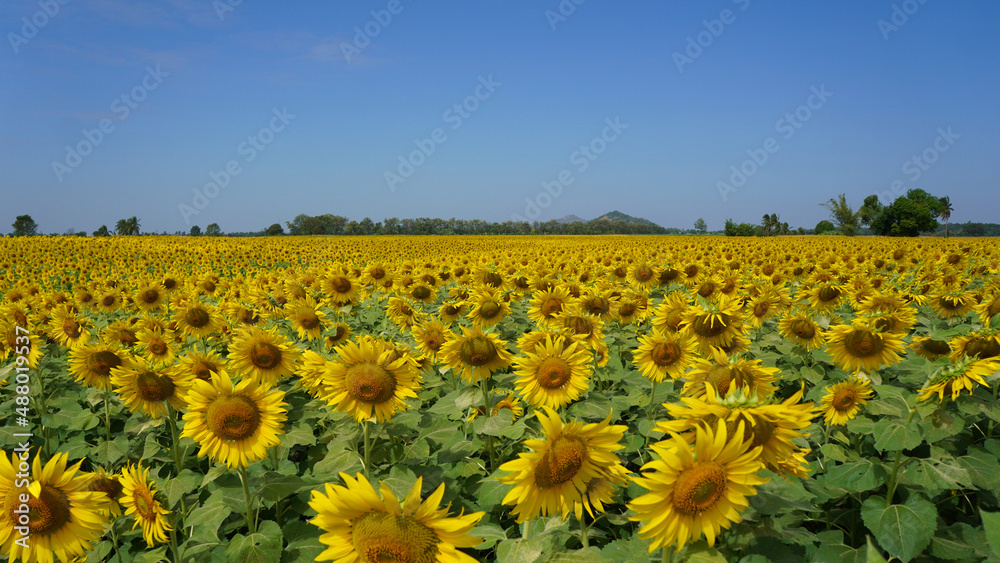 Beautiful sunflower field on a sunny day with blue sky Beautiful sunflower field on a sunny day with blue sky