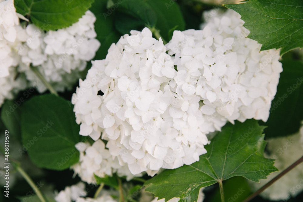 Flowering hydrangea bushes on background of green lawn. Garden ornamental plants with large white inflorescences. Botany.