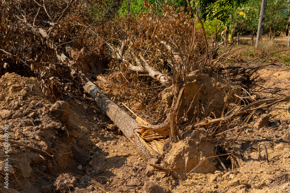 Fototapeta premium Dig a tree root Fallen tree. Torn tree root. a torn tree with roots from under the ground lies on the ground in leaves. trees are getting brutally killed and torned apart trashing the roots, branch