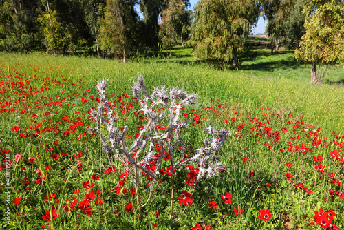 Fototapeta Naklejka Na Ścianę i Meble -  Anemones spring flowering. Wild red flowers bloom among green grass and trees on the meadow. Thistle dry plant with sharp prickles grows like a contrast. Magnificent landscape in the South of Israel