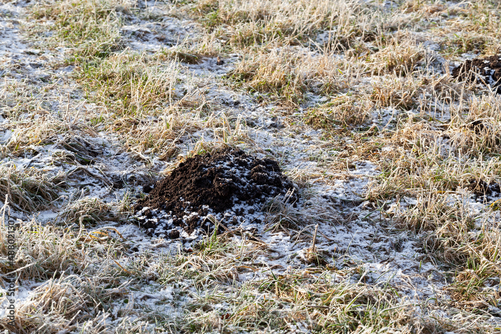 a mole hole in frost in winter