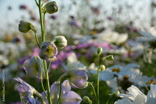 Delphinium flowers - summer...