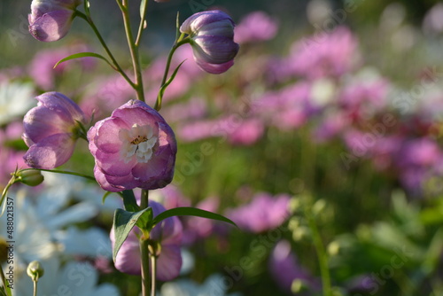 Delphinium flowers - summer...
