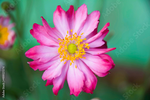 Beautiful pink anemone with...