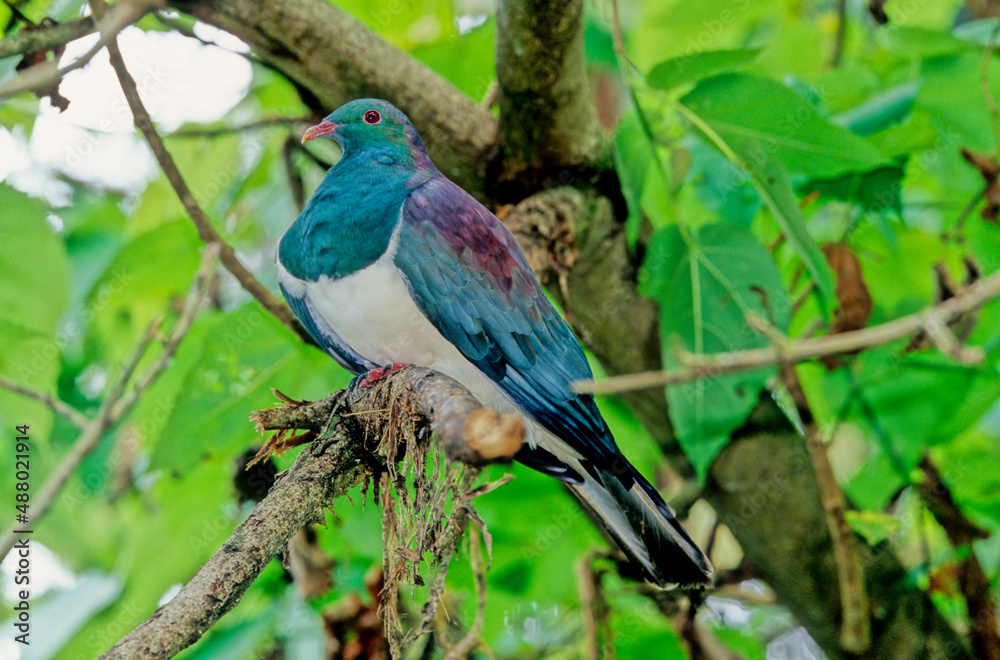 The common wood pigeon Columba palumbus is a large species in the dove and pigeon family Columbidae, native to the western Palearctic.