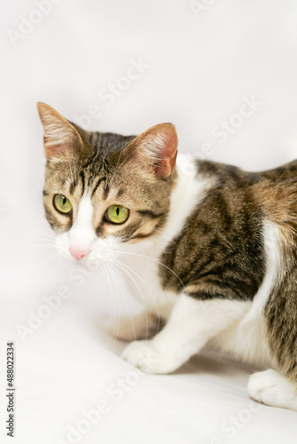 pet cat adopted at home on white background