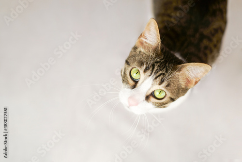 Fototapeta Naklejka Na Ścianę i Meble -  pet cat adopted at home on white background