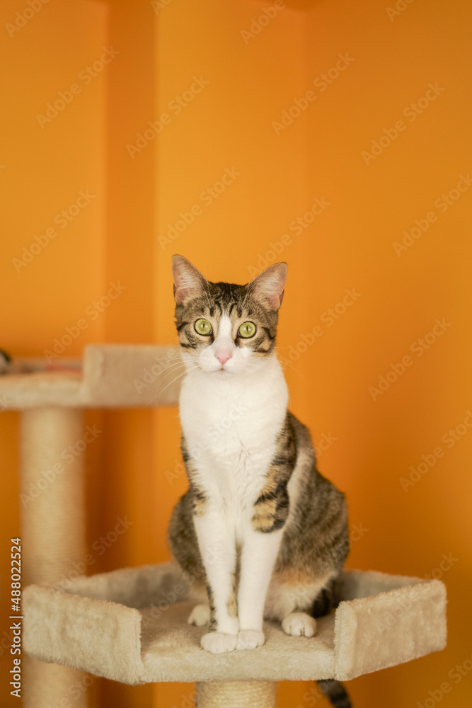 pet cat adopted at home playing on a scratching castle