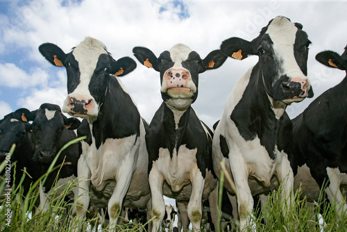vaches laitieres photo