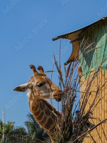 Animal Girafa Comendo Planta Zoológico Beto Carreiro photo