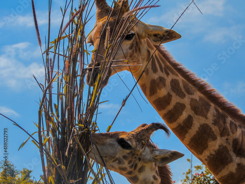 Animal Girafa Comendo Planta Zoológico Beto Carreiro photo