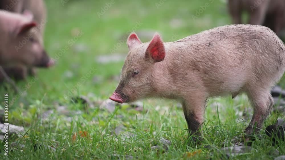 Small piglet on the grassland. Slow motion, close up. Small piglet on the grassland. Slow motion, close up.
