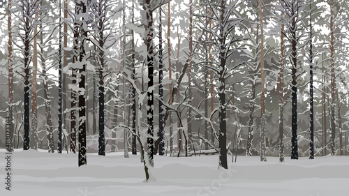 background of gray winter snowy pine forest