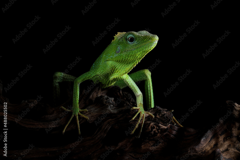 Obraz premium Jubata lizard pose like a spider man, black background