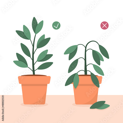 Plants care concept in a flat style. A potted houseplant being cared for and a potted houseplant dying without care or watering. Cute vector illustration.