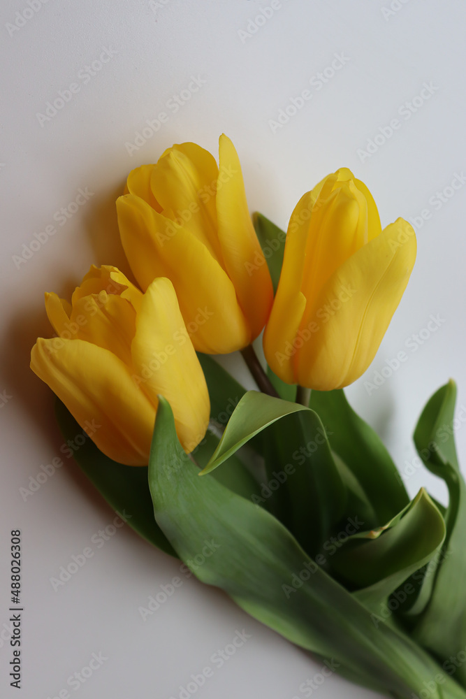 Yellow tulips on a white background for the holiday
Yellow tulips on a white background for the holiday