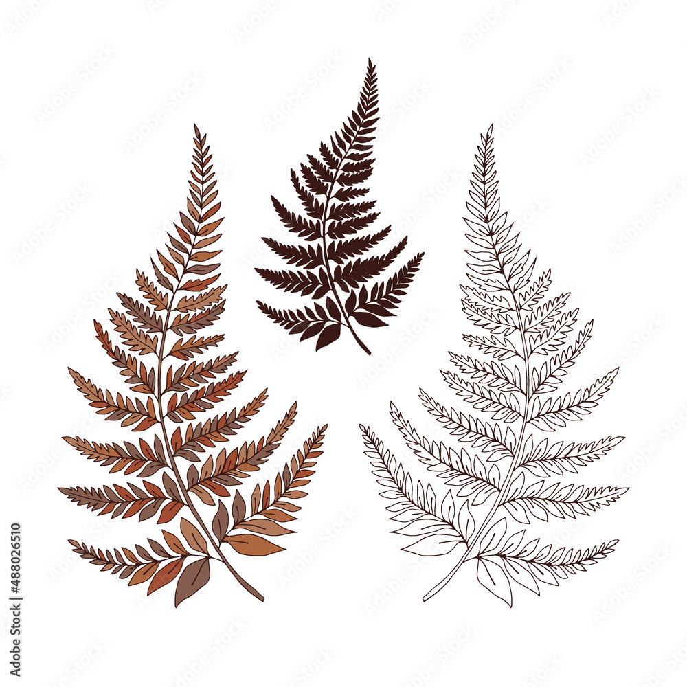 Autumn faded colours Fern leaf vector illustration set isolated on white. Botanical forest plants print collection for tee shirt design.