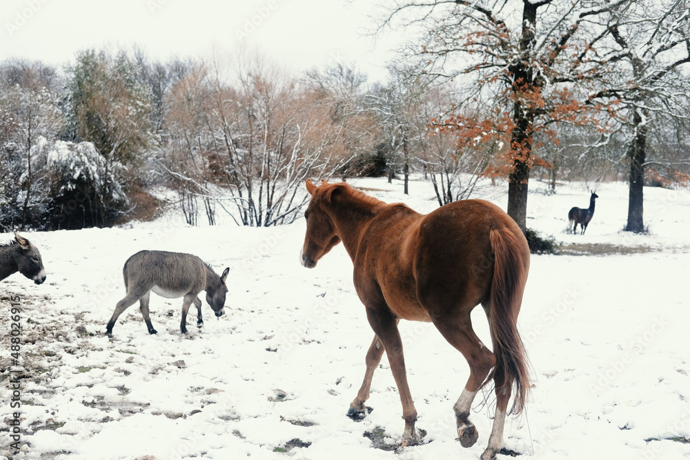 Sorrel horse with mini donkeys in winter snow field. Sorrel horse with mini donkeys in winter snow field.